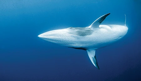 The dwarf minke experience at the Great Barrier Reef