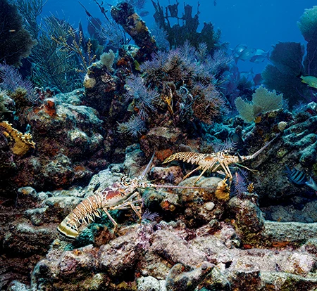 Lobsters on a shipwreck