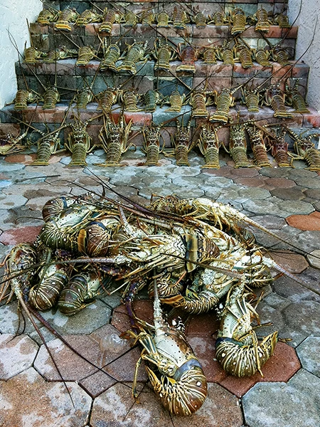 lobsters displayed