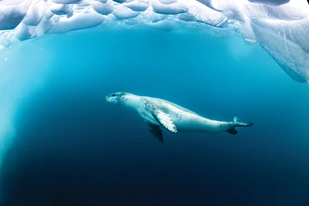 See leopard seal under the ice