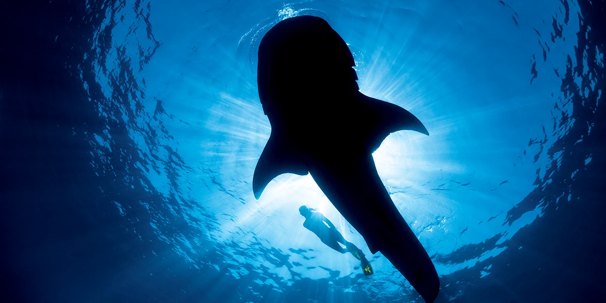 Whale shark (Rhincodon typus), the largest fish in the sea