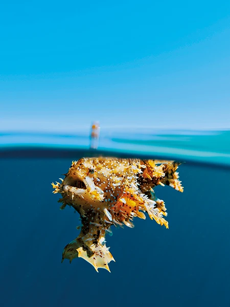 sargassum frogfish