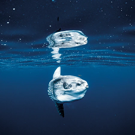 Ocean sunfish, also known as a Mola mola