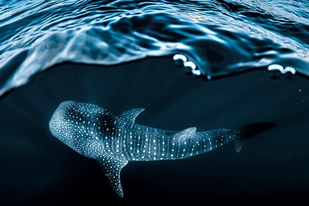 Whale shark