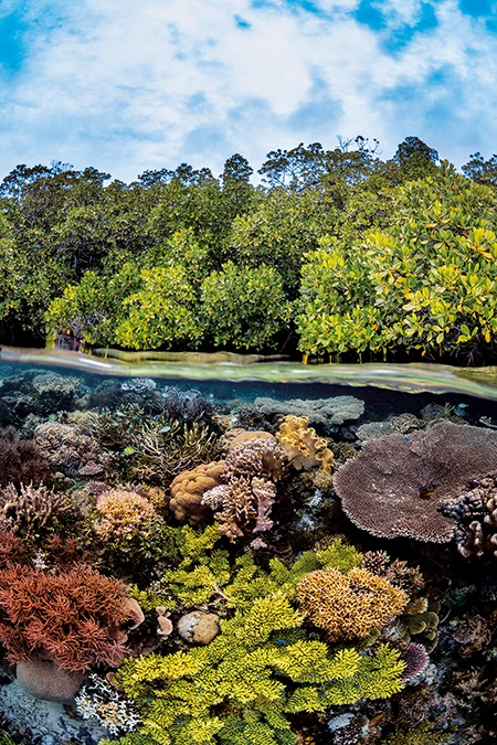 Mangrove trees above a shallow reef