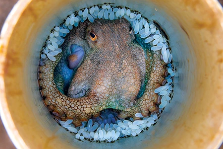 A mother pale octopus cares for her eggs