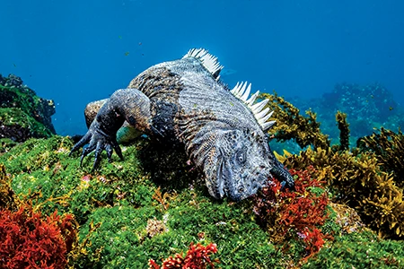 Marine iguana feeds on algae