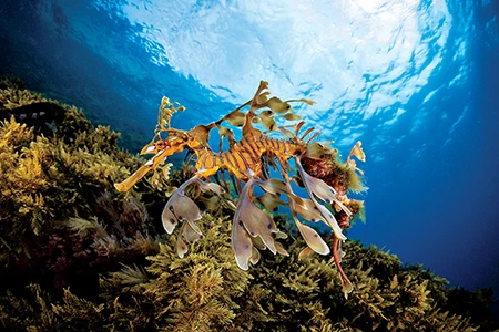 A male leafy seadragon carries a tail laden with oﬀspring