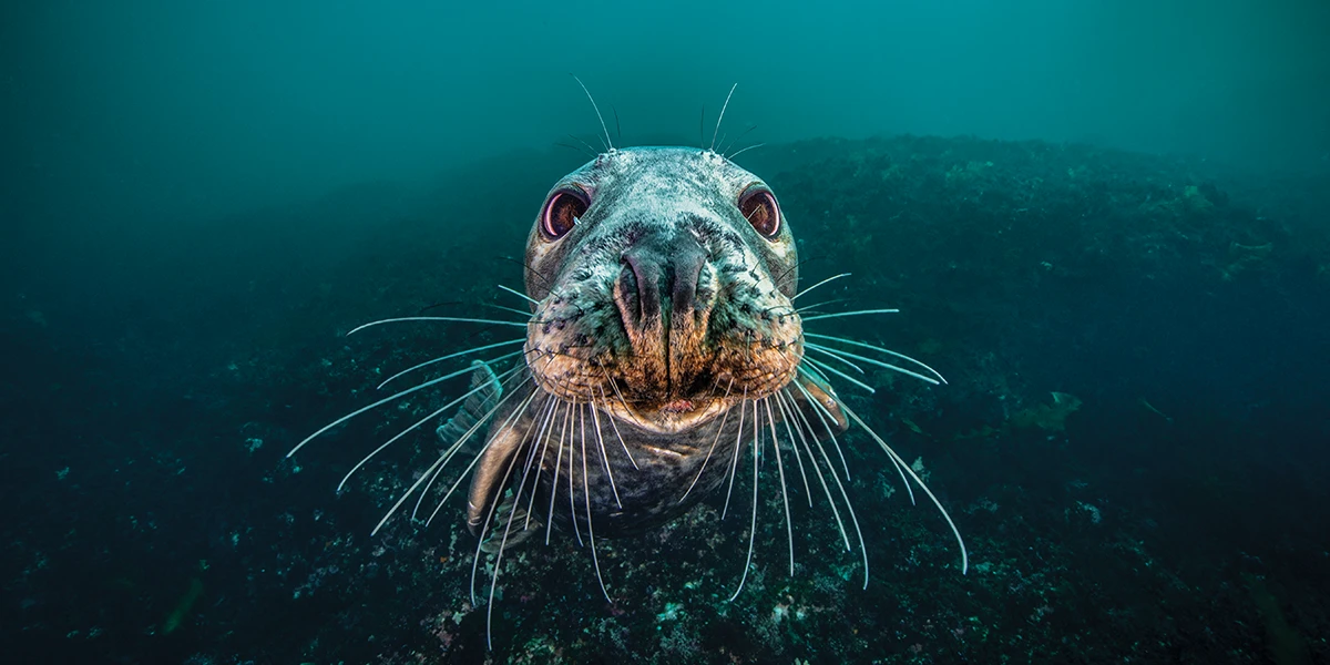 gray seal