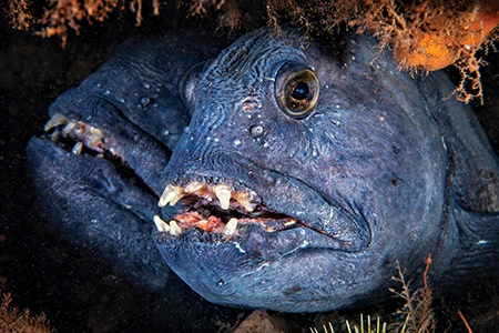 Atlantic wolffish