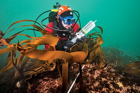 Research scientist Douglas Rasher, PhD, explores a kelp forest