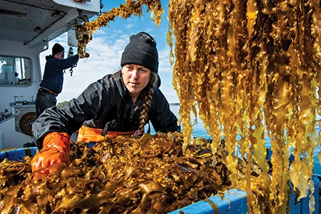 Colleen Francke harvests skinny kelp on her aquaculture farm