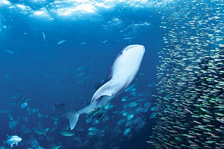 A small whale shark