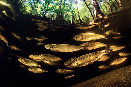 Alewives is a type of herring