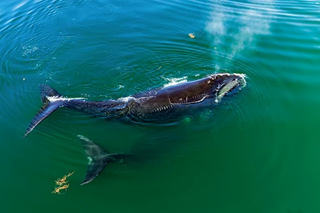 North Atlantic right whales feed in Cape Cod Bay
