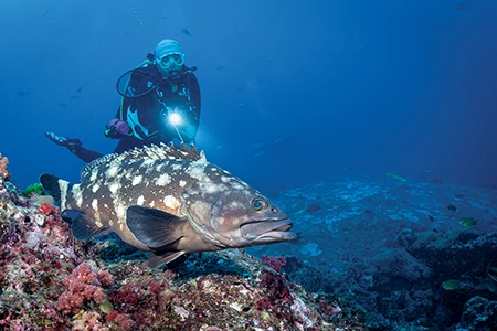 A diver approaches a potato grouper