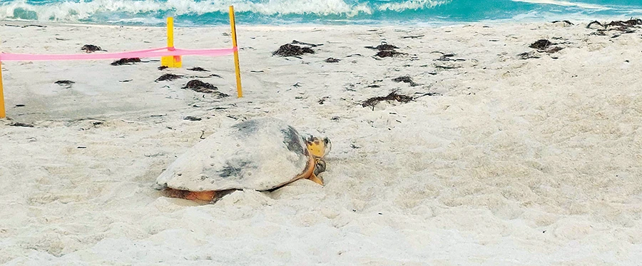 A loggerhead sea turtle (Caretta caretta)