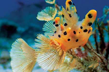 Colorful nudibranchs and curious blennies. 