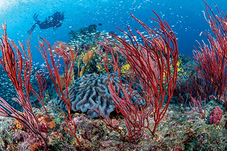 Resonant whip corals and glassfish adorn many reef tops