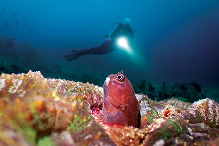A curious blenny 