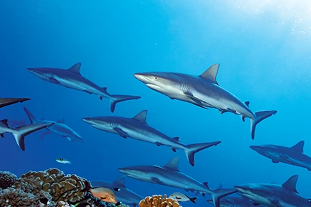 The gray reef sharks