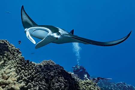 Manta ray