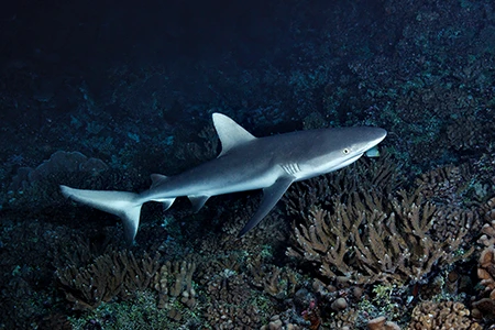 Reef shark