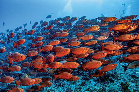 A large school of bigeyes