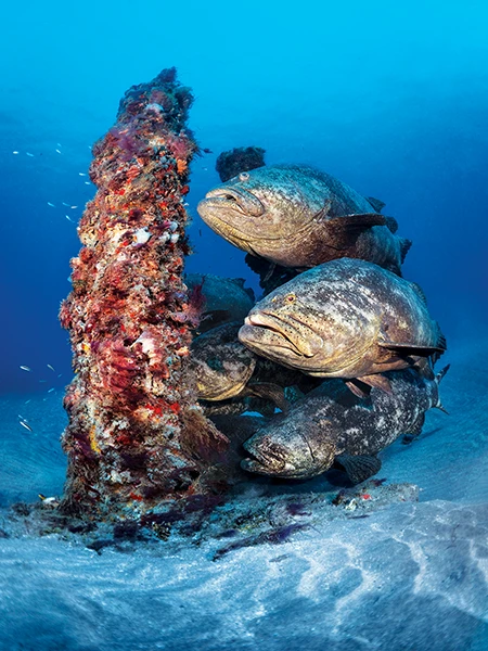 Goliath groupers seeks refuge from strong currents