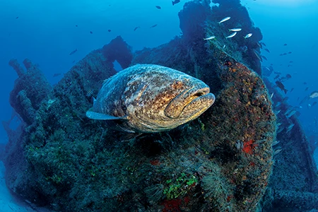 A goliath grouper patrols the Zion wreck