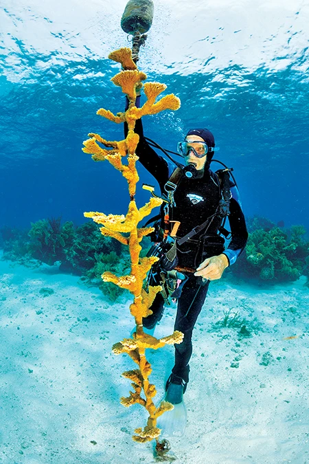 Maintains elkhorn corals in the in-water nursery