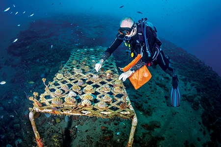 Coral conservationist Simon Walsh tends to maze coral in his team's underwater nursery
