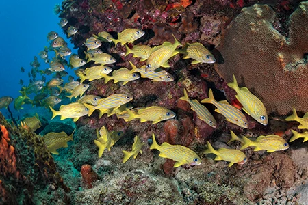 A school of bluestriped and French grunts congregate
