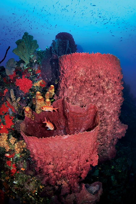 Large barrel sponges and a profusion of deepwater gorgonia along many of the seamounts
