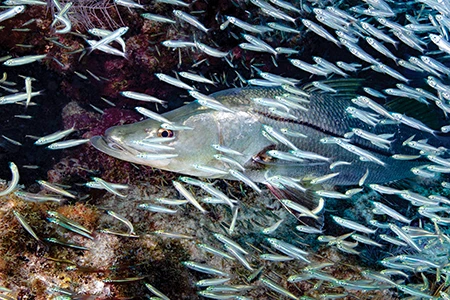 A snook shares an overhang with silversides