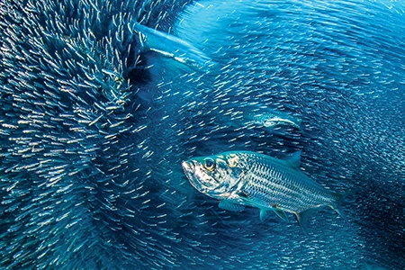 A group of tarpon hunting a school of silversides in a coral cavern 