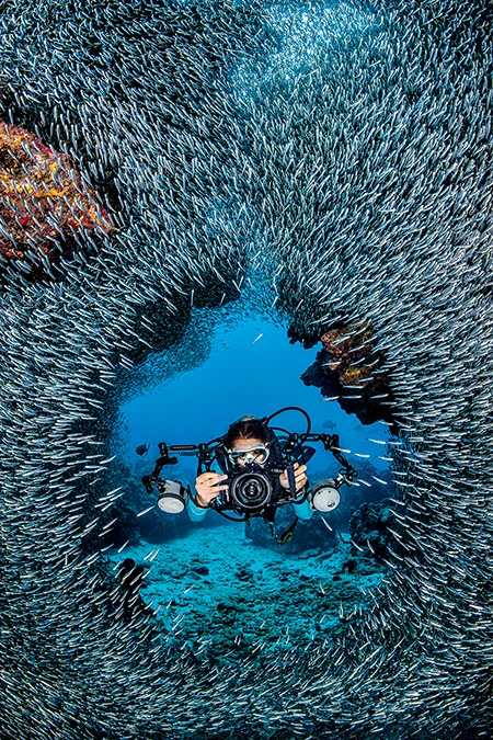 A diver swims through a school of silversides