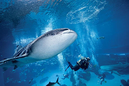 An aquarist swims alongside a whale shark at Georgia Aquarium.