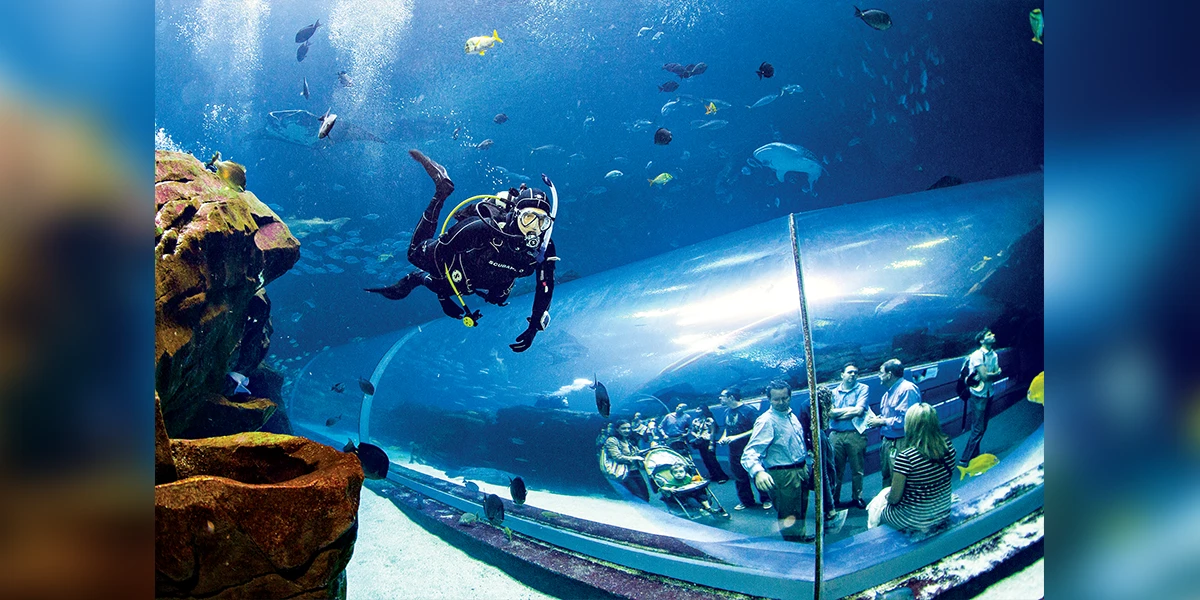 A diver swims along Ocean Voyager’s tunnel at Georgia Aquarium