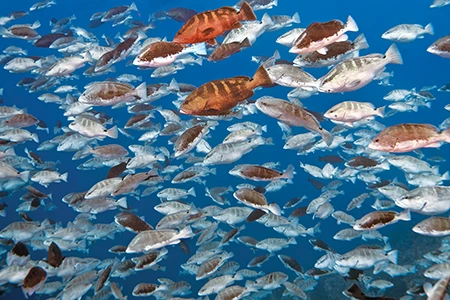 This massive spawning aggregation of Nassau groupers
