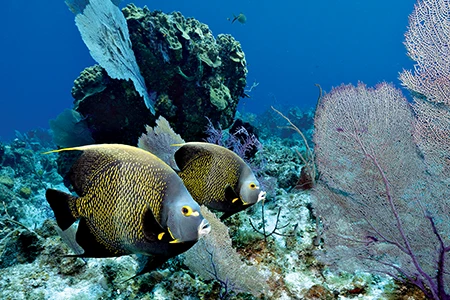 A pair of French angelfish 