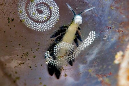 Placida sp., a sea slug that lives within a bubble on the substrate