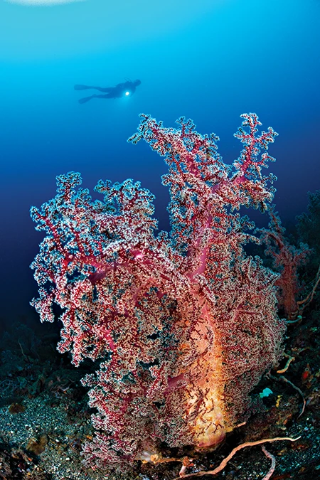 a beautiful area of soft corals swaying in the gentle current
