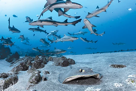 Houndsharks Patrolling in Shark City