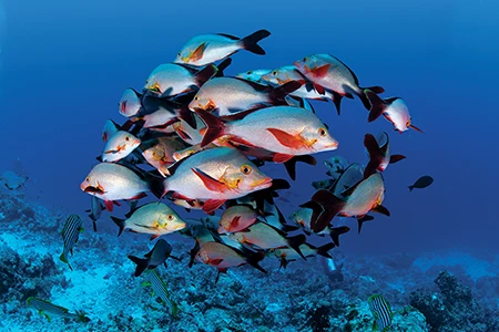 Red Snappers Intrigued by My Dome Port