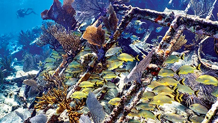 bluestriped grunts find shelter in the Mandalay