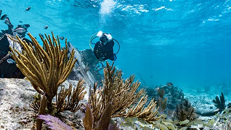 A diver explores the Mandalay