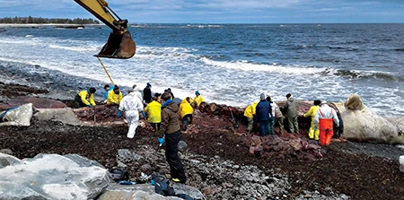 A team of 35 Dalhousie biology students, Marine Animal Response Society personnel, veterinary pathologists and museum specialists descended on the whale carcass