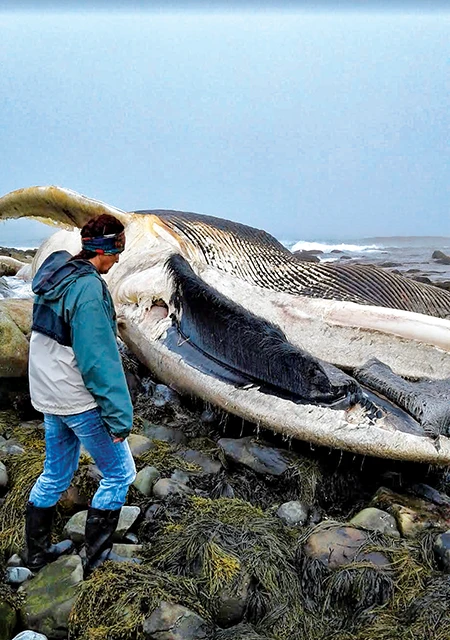 The blue whale washed ashore