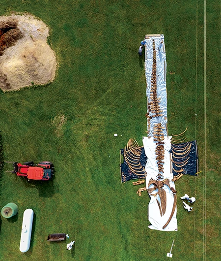 Gordon Price and Chris Nelson exhumed the bones of the whale and did the initial skeletal assembly after a two-year composting period. 